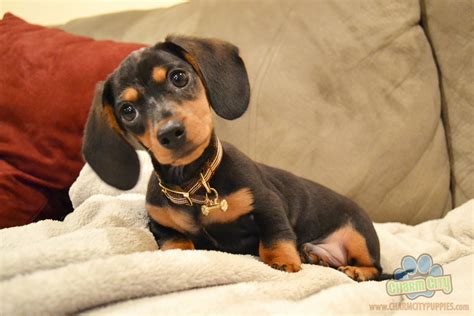 Dachsund puppies - Find Dachshund puppies for sale. Better known as the “wiener dog,” Dachshunds are an unmistakable breed. Originally raised in Germany to help with hunting, the iconic Dachshund has short little legs and a long body, along with a strong personality. Every puppy we raise is adored as part of our family from birth. 